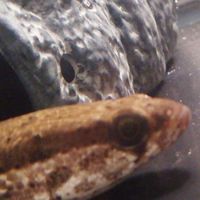 生き物系YouTuber好き集合！
