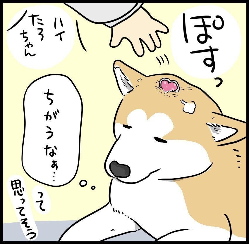 甘え方がさりげなすぎて失敗しちゃう柴犬タロさん