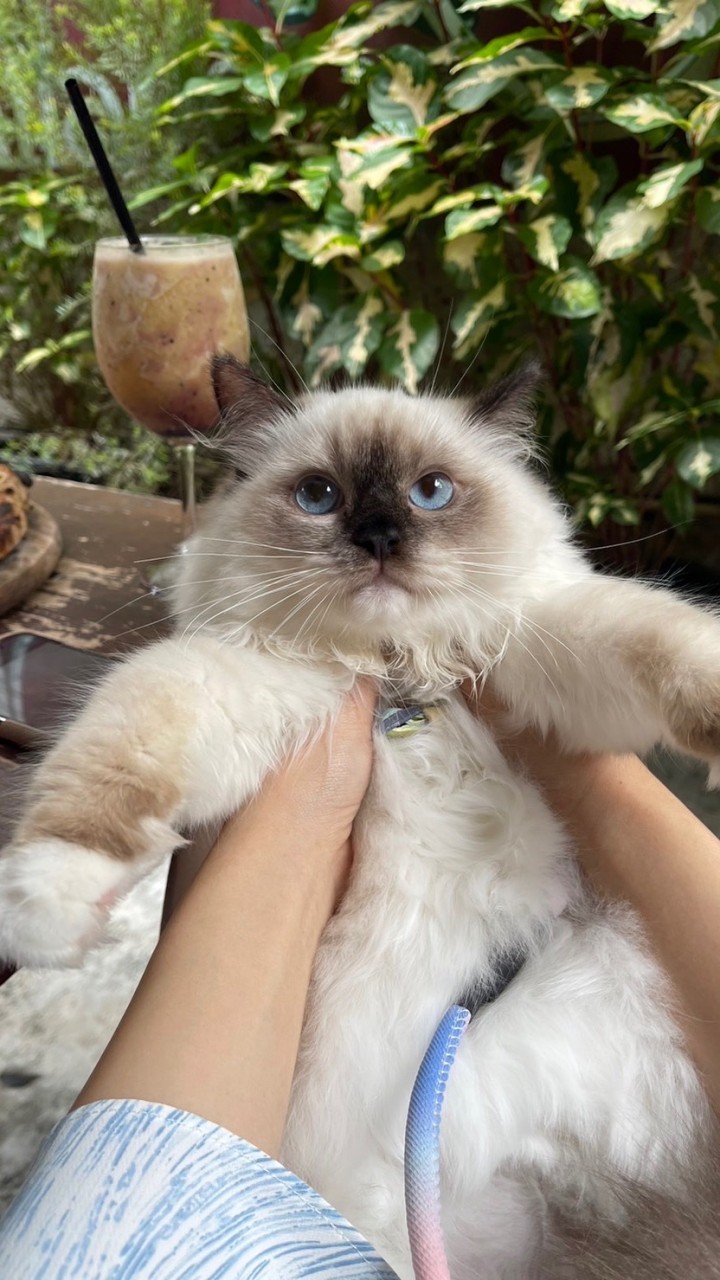 Ragdoll Fanclub