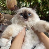 Ragdoll Fanclub