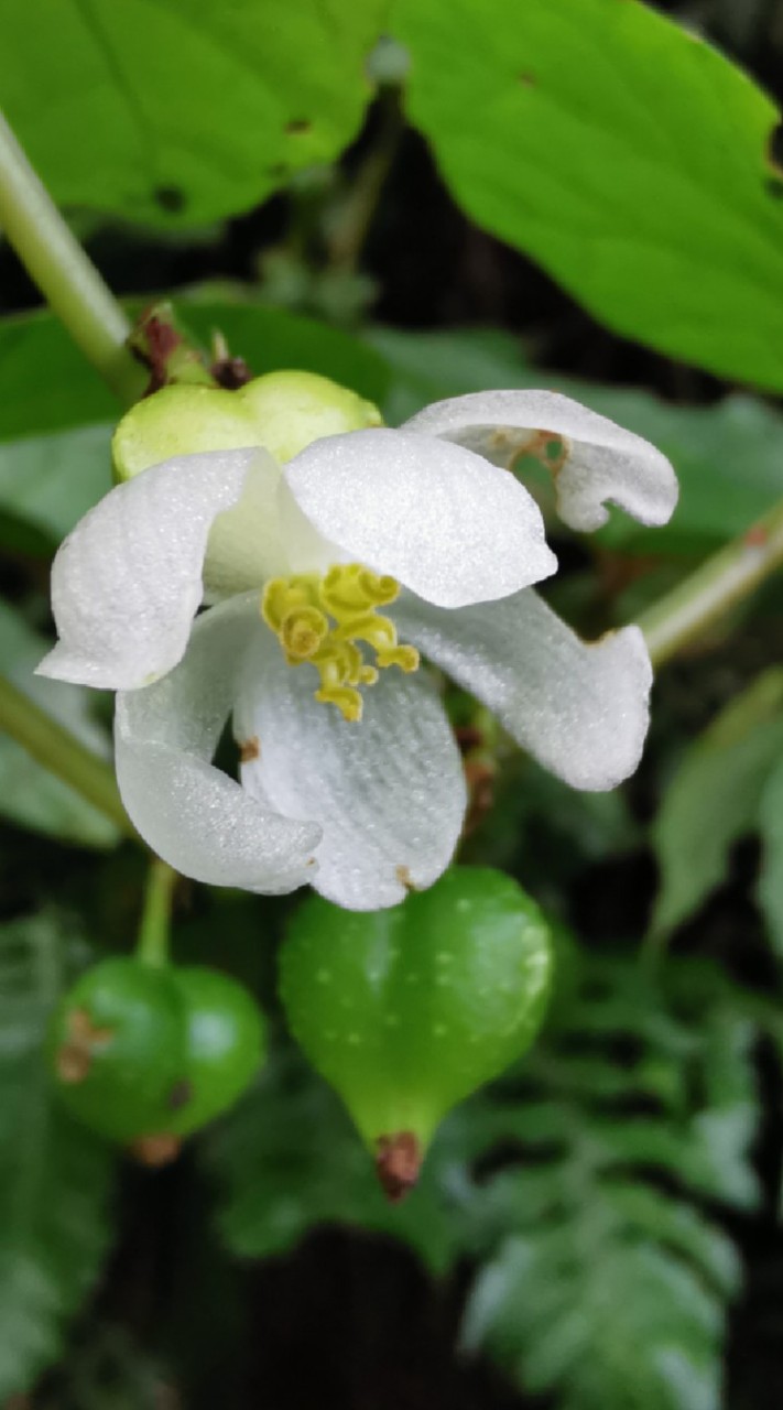 這是什麼花？