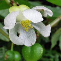 這是什麼花？