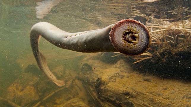 Hati Hati 5 Hewan Ini Pengisap Darah Paling Mematikan