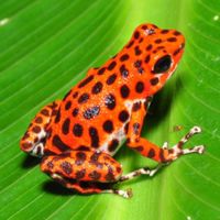 🐸珍稀蛙類🐸生態缸🍃 交流群