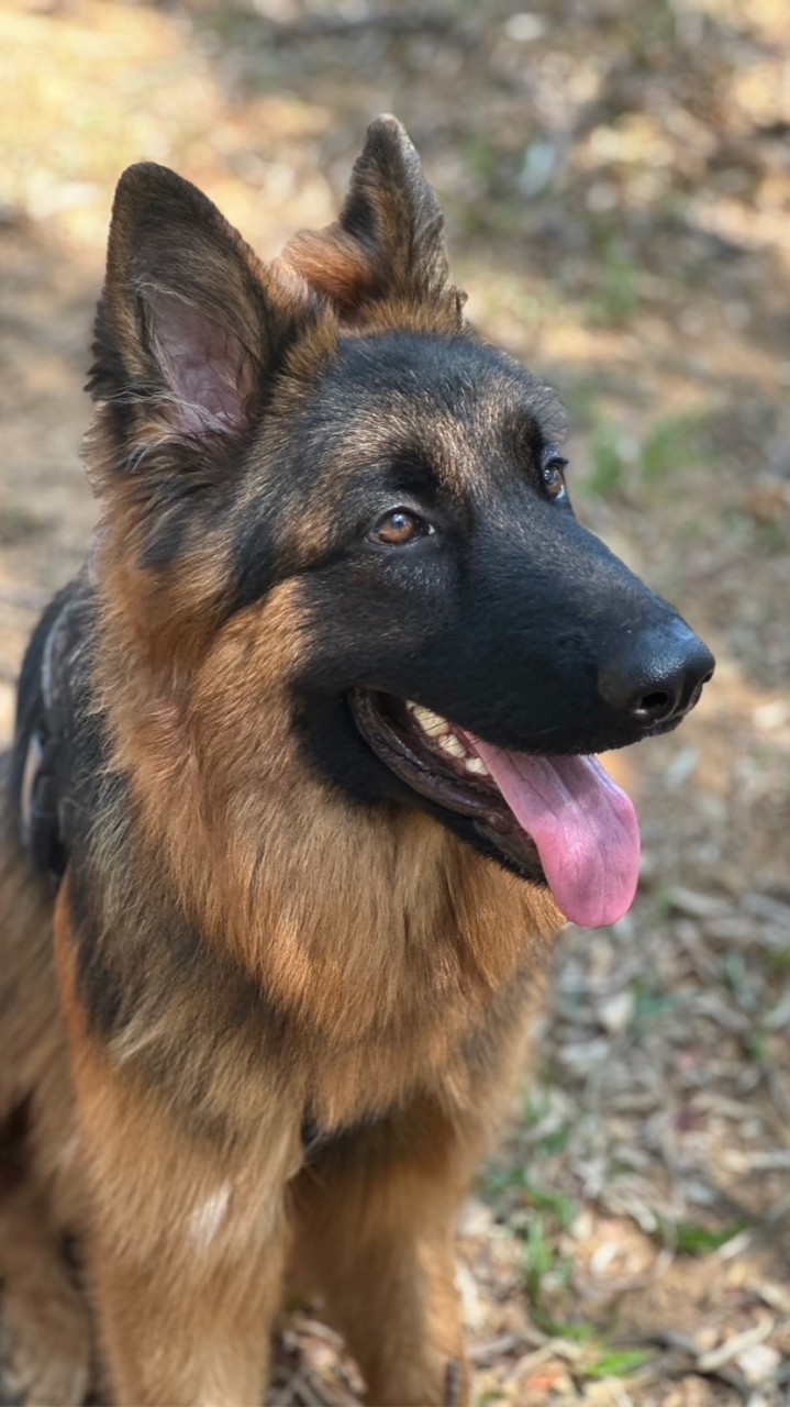 德國牧羊犬 /德國狼犬GSD