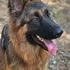 德國牧羊犬 /德國狼犬GSD