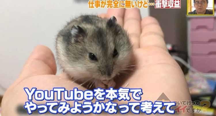 衝撃 ハムスター100匹以上と生活 ハムスター吸いって