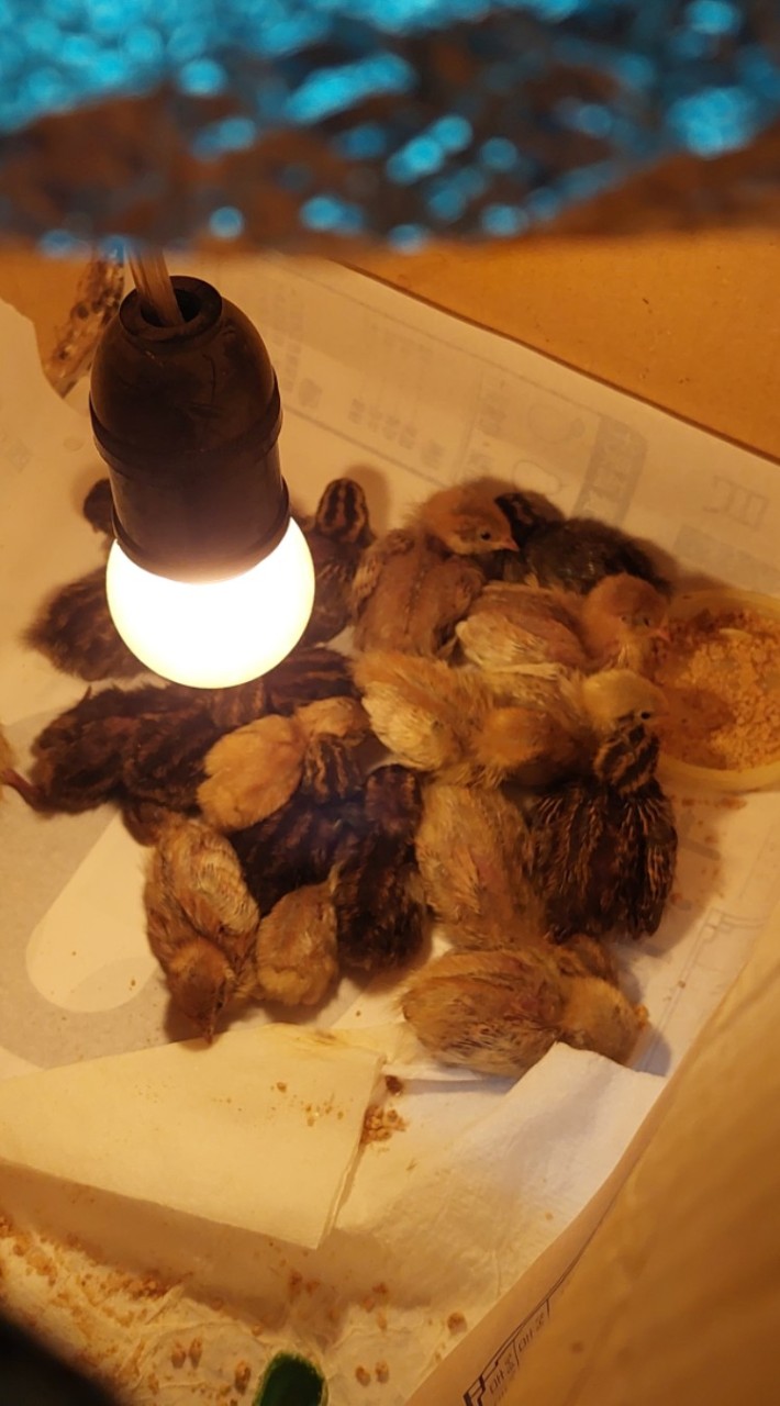 換物領養蘆丁雞🐣