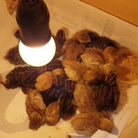 換物領養蘆丁雞🐣