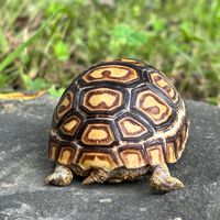 陸龜 豹龜543 育兒聊天室