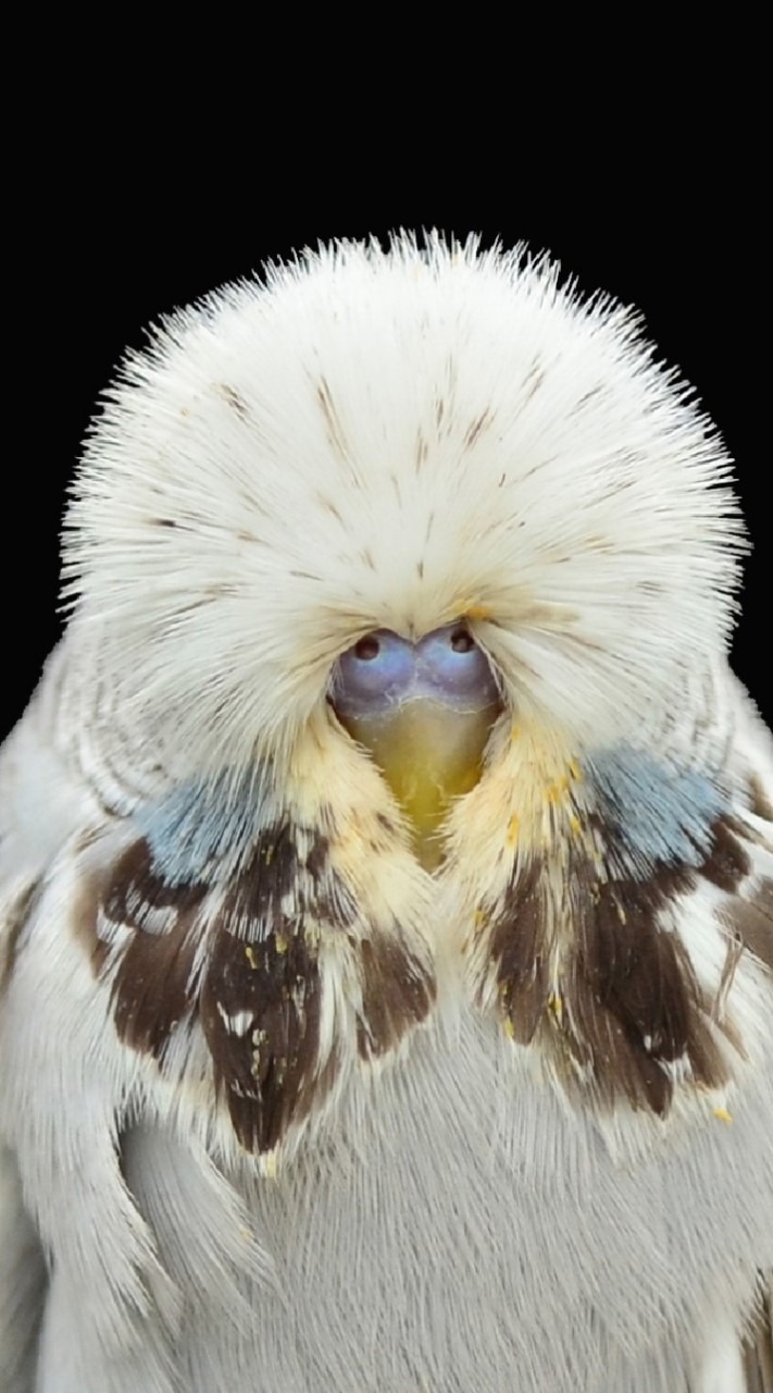 TRN Budgerigar            ก้อแค่คนรักนกหงส์หยก