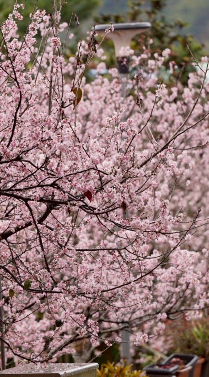115-02-27武界雲海民宿