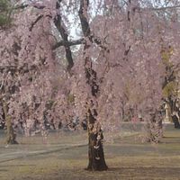 小説同好会