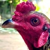 พจน์🐓แบ่งไก่หนุ่ม ไก่คัดผ่าน