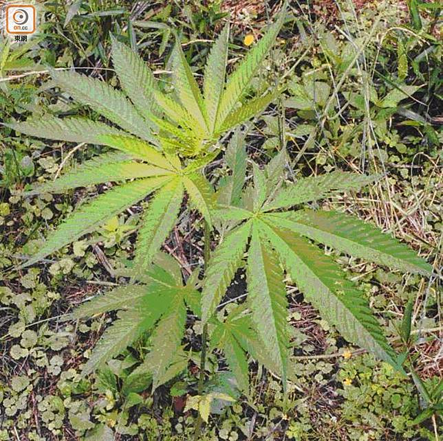 大麻二酚產品聲稱具減壓作用難確保大麻成分已全清 On Cc 東網 Line Today