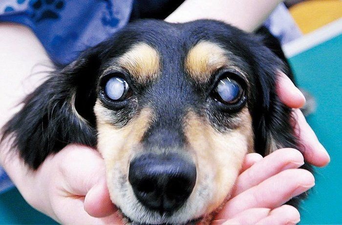 早期発見が失明を防ぐことも 目の病気になりやすい犬種