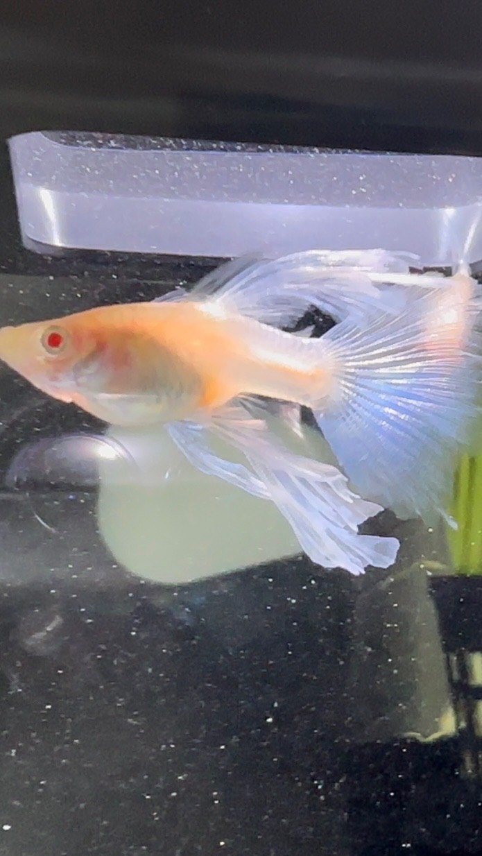 一般飼主『鳳凰孔雀魚』藍白⠀緞帶⠀繡球⠀粗大C  𝕲𝕴𝕹𝕺𝟯𝟯