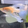 一般飼主『鳳凰孔雀魚』藍白⠀緞帶⠀繡球⠀粗大C  𝕲𝕴𝕹𝕺𝟯𝟯