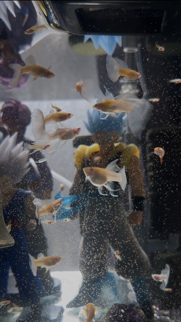一般飼主『鳳凰孔雀魚』藍白⠀緞帶⠀繡球⠀粗大C  𝕲𝕴𝕹𝕺𝟯𝟯