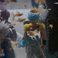 台中龍井『鳳凰孔雀魚』藍白⠀緞帶⠀繡球⠀粗大C  𝕲𝕴𝕹𝕺𝟯𝟯