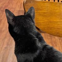 黑貓閣樓🐈‍⬛團購群（有實體店面可取貨in黑貓閣樓）