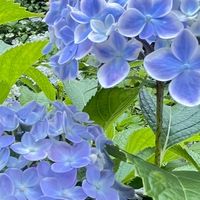 雑談しよーー（元ペア画募集中）たまにライトもするー