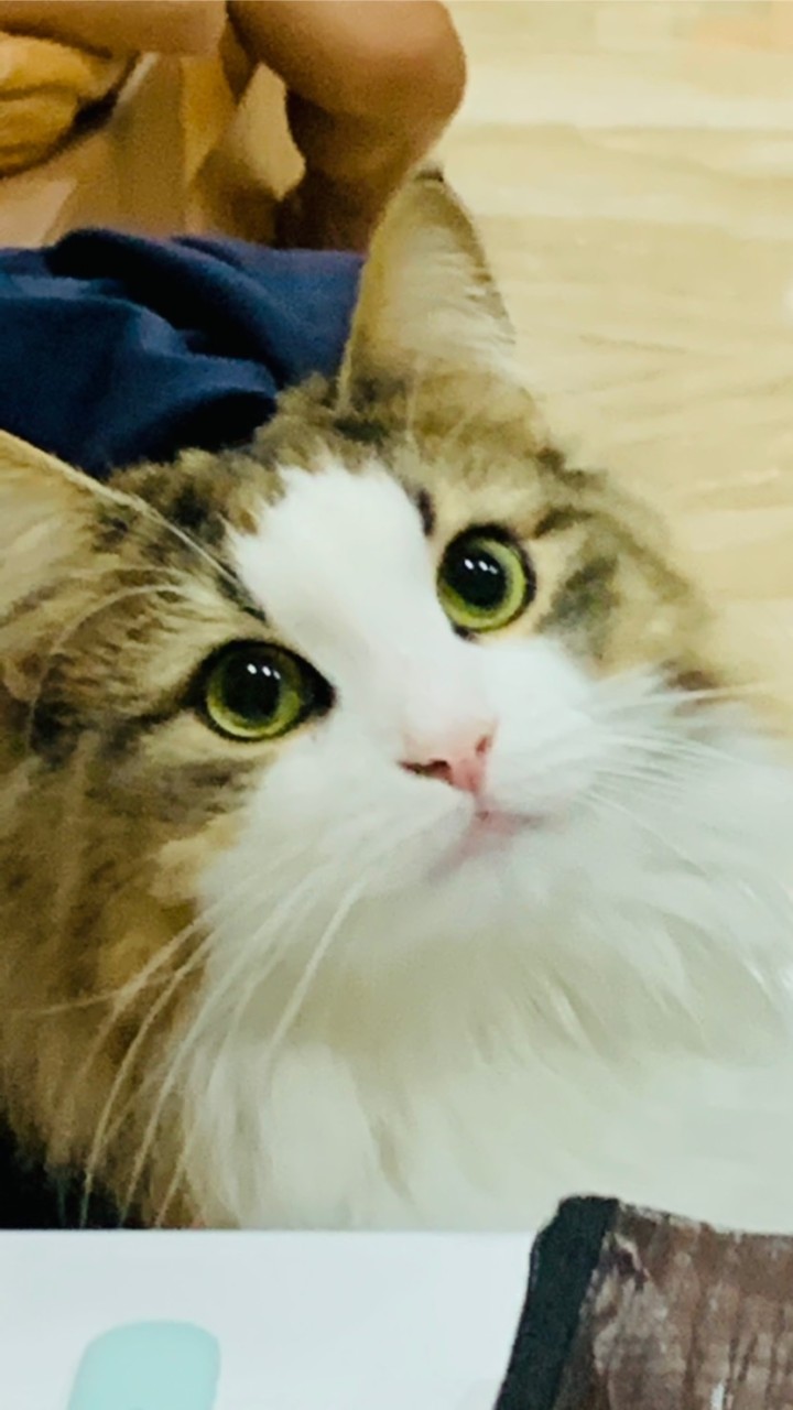 Norwegische Katze