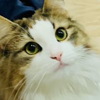 Norwegische Katze
