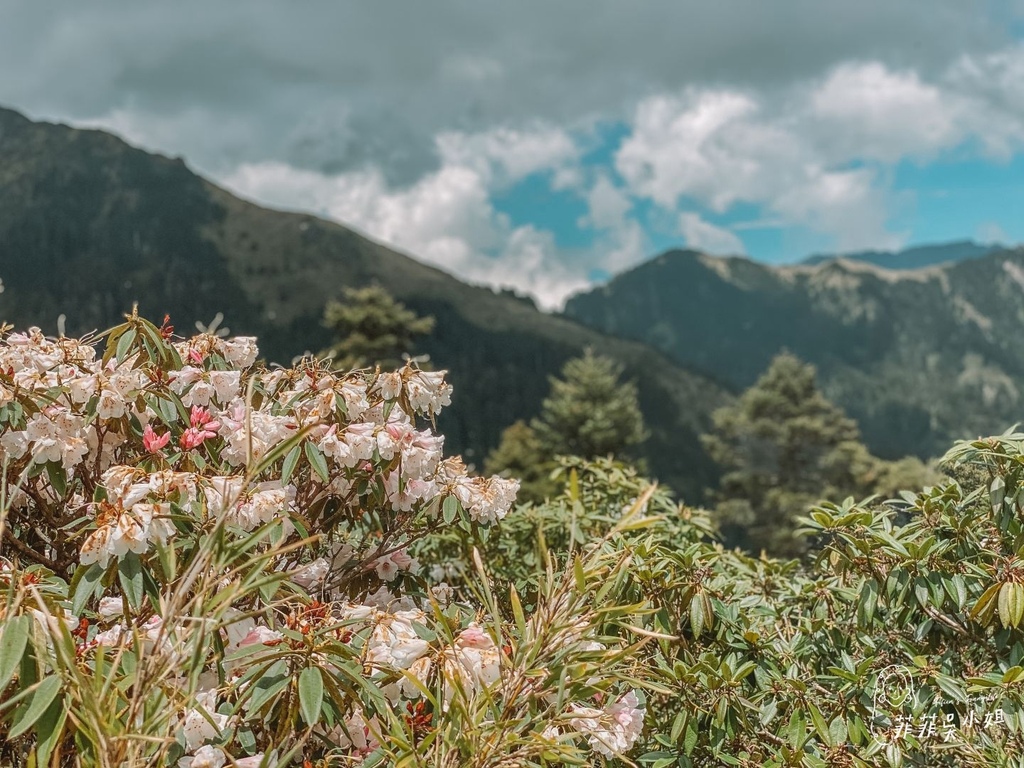 合歡山杜鵑花季 高山杜鵑 玉山杜鵑 賞花景點