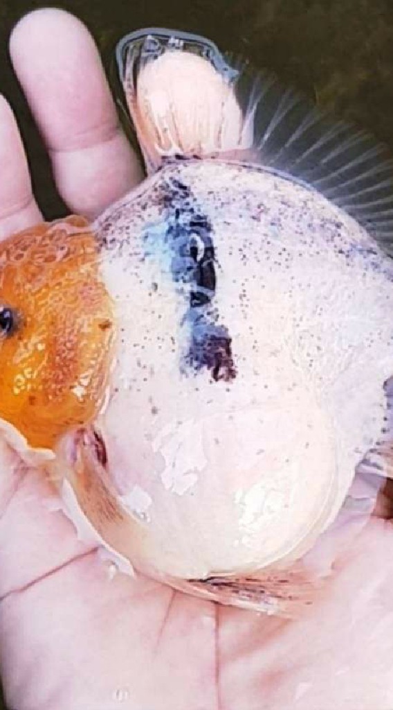 金魚批發