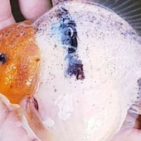 金魚批發