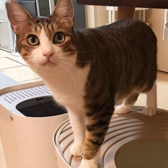 猫を飼うとゴキブリがいなくなる ってホント