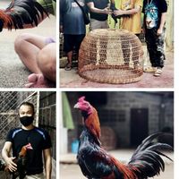 ซุ้ม.สิงห์โรงกลั่น🐓5995🐓