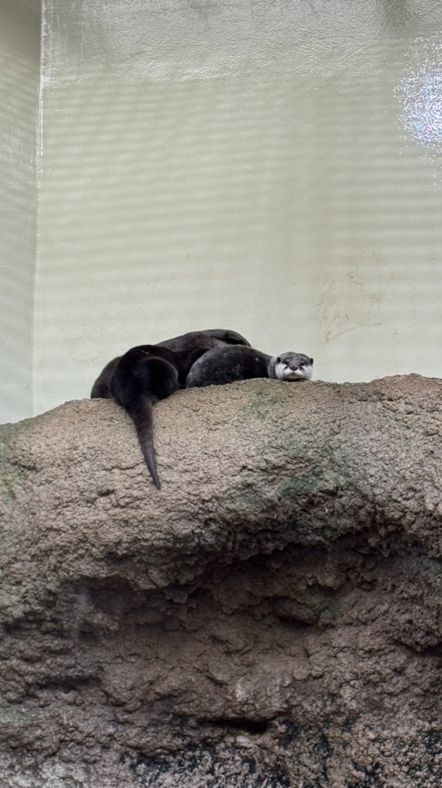 日本偶像週邊代購🇯🇵ruki0119