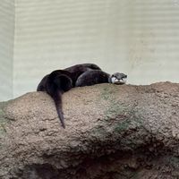 日本偶像週邊代購🇯🇵