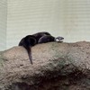 日本偶像週邊代購🇯🇵