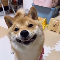 コッペパンはな🐕🥖