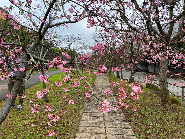 后里崴立機電櫻花公園