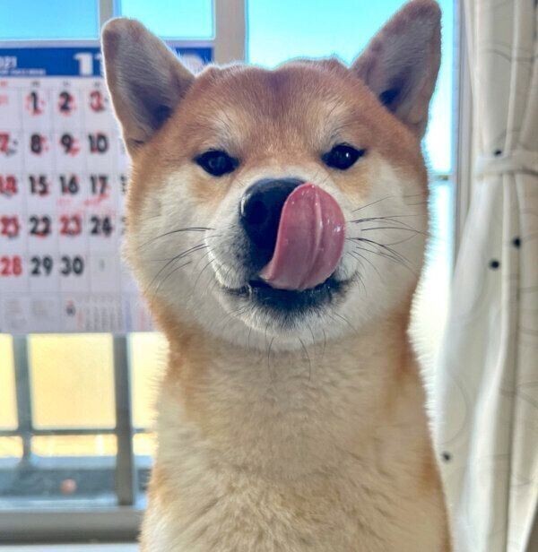 犬が吐いてしまう前に見せるサイン4つ