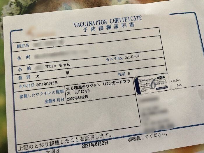 柴犬マロたん ワクチン接種も無事に終了