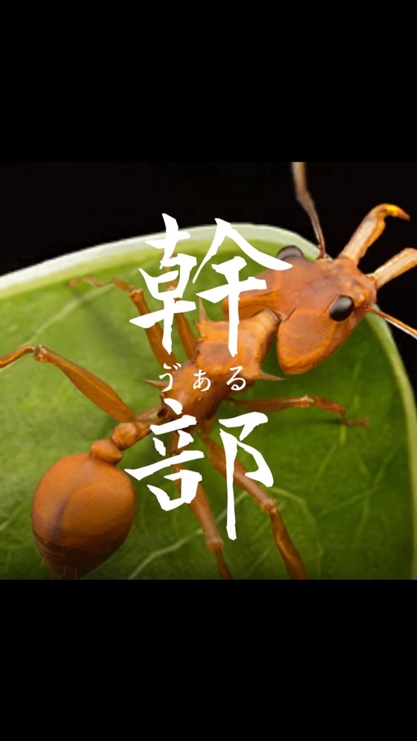VAL幹部