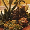 多肉植物好きの会