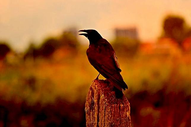 Kerap Dianggap Mistis Dan Keramat Inilah 7 Arti Mimpi Melihat Burung Gagak Yang Perlu Diketahui Waspada Akan Datangnya Pertanda Ini Grid Id Line Today