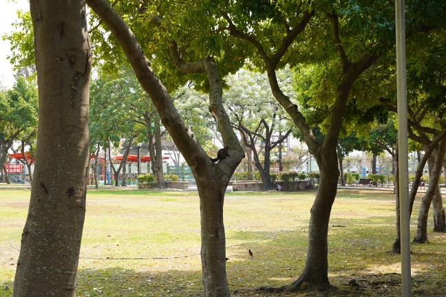 台中公園,台中東英公園,台中洋紅風鈴木,東英公園,東英公園網球場,松鼠公園,洋紅風鈴木,苦楝花,阿勃勒