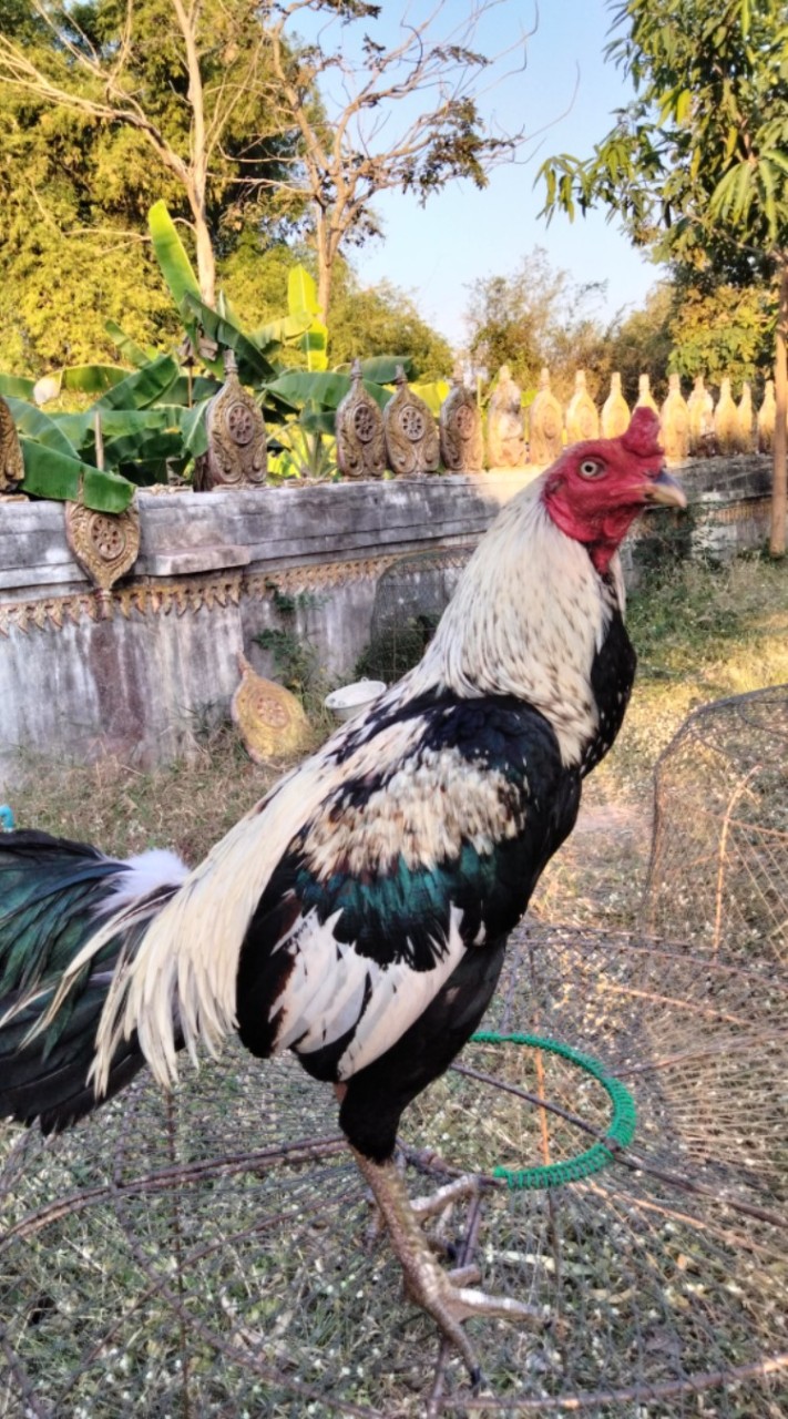 โชคเจริญทรัพย์&ส.สุภาพฟาร์ม 🐓