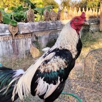 โชคเจริญทรัพย์&ส.สุภาพฟาร์ม 🐓