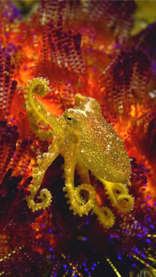潛水攝影生物分享