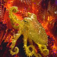 潛水攝影生物分享