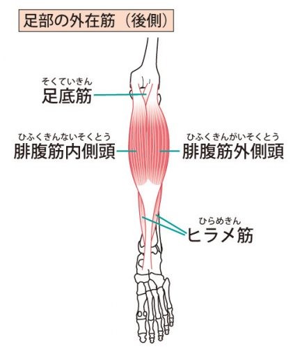 坐骨神経痛を改善 足首をほぐすと痛みがやわらぐマッサージとストレッチ 川口陽海の腰痛改善教室