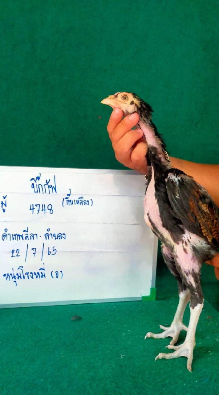 ซุ้ม ทองมานะ ไก่ชนสายเลือดหมอเชษฐ์